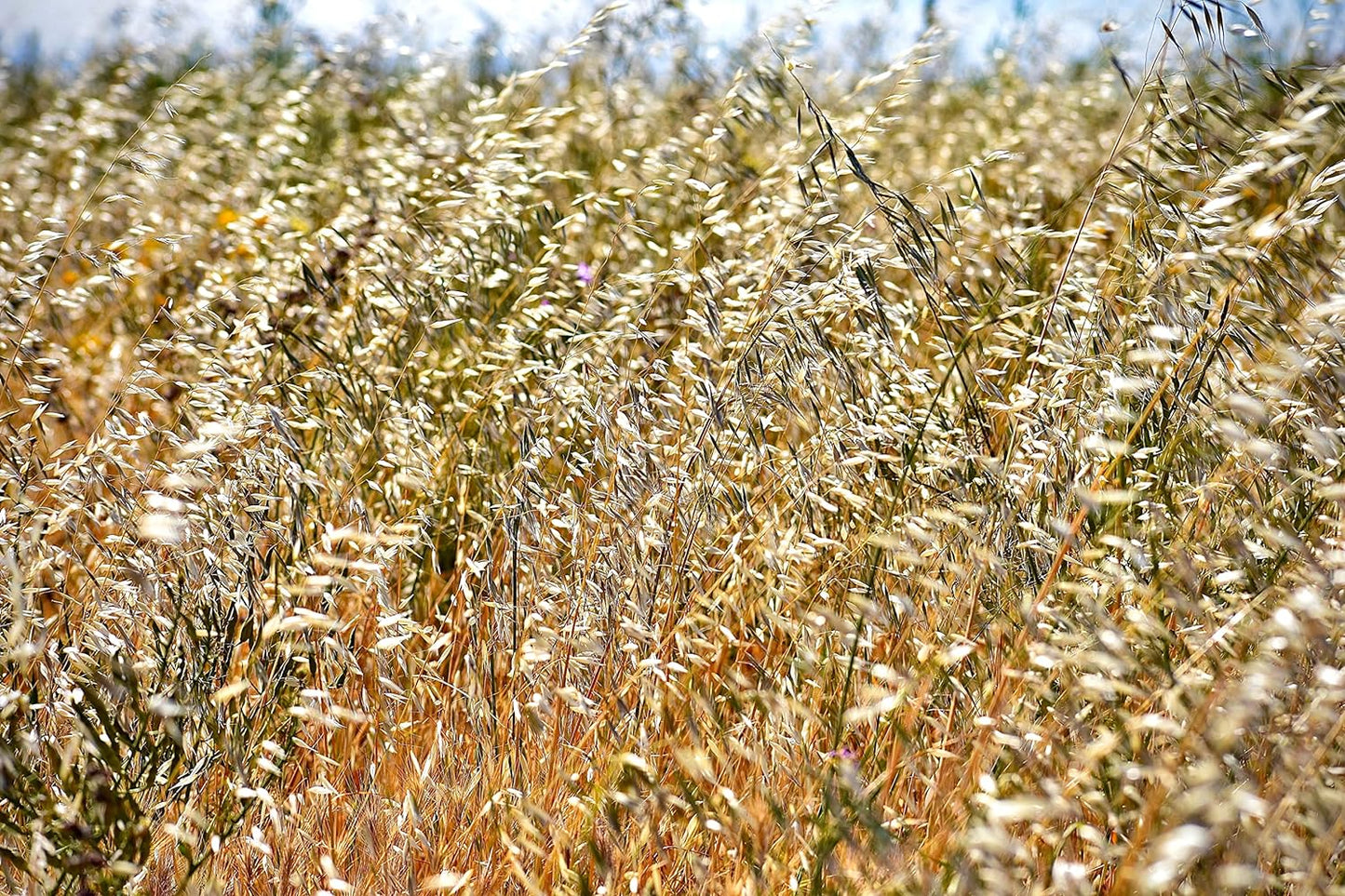 Hundredfold Common Oats 2LBS Cover Crop - Avena Sativa Non-GMO Farm and Garden Seeds for No-Till Garden & Food Plot, Green Manure, Ground Cover or Feeding Grain