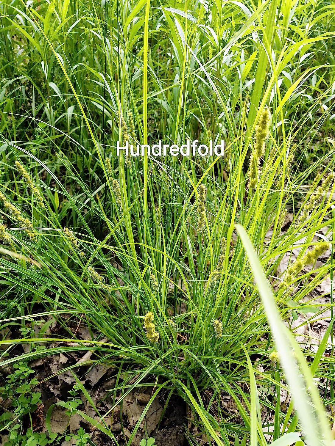 Centuple 500 graines de carex renard - Carex Canada Prairie Native Perennial, idéal pour les zones humides, les jardins pluviaux ou les couvre-sols dans les zones ombragées 