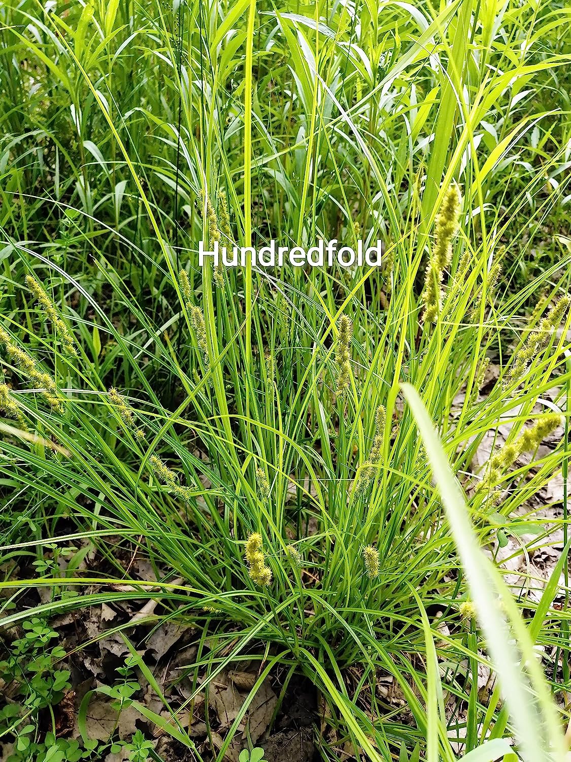 Hundredfold 500 Fox Sedge Seeds - Carex Canada Prairie Native Perennial, Ideal for Wetland, Rain Garden or Ground Cover in Shaded Areas