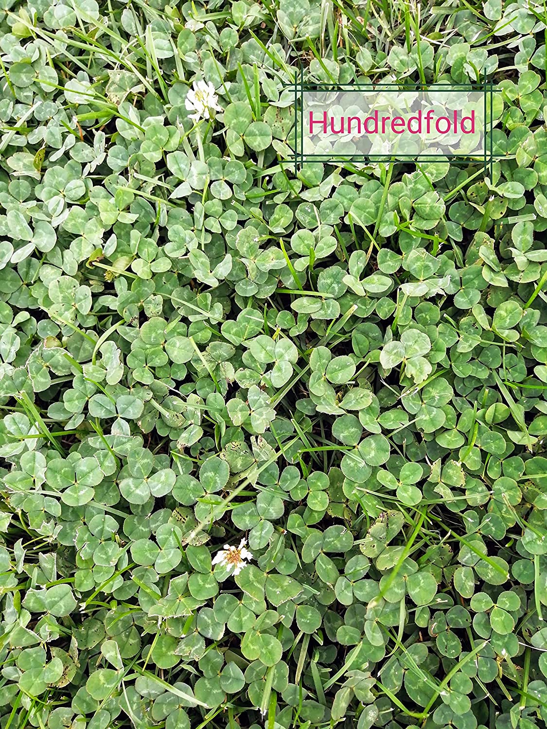 Graines de trèfle blanc hollandais Trifolium repens 2 lb - Légumineuse vivace sans OGM, plante couvre-sol et plante mellifère pour pelouse, jardin et terres cultivées, expédiée au Canada 