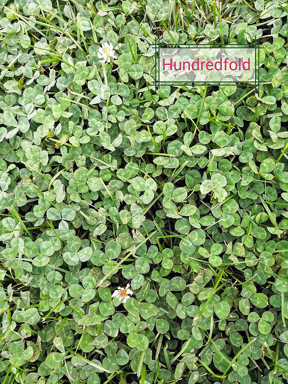 Hundredfold White Dutch Clover Trifolium repens 2 lbs Seeds - Perennial Legume Non-GMO Cover Crop, Ground Cover & Bee Plant for Lawn, Garden & Cropland, Shipped in Canada