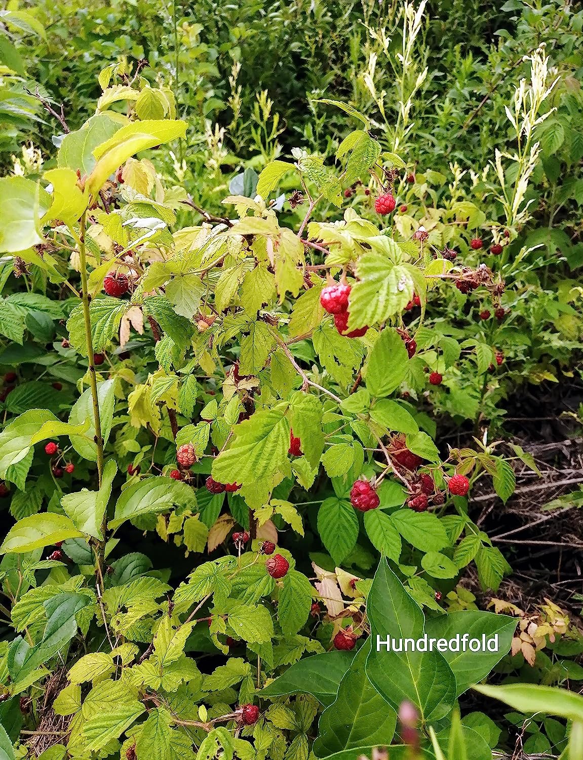 Hundredfold Wild Red Raspberry 20 Seeds - Rubus idaeus Canada Native Fruit Shrub Bramble, Ontario Grown