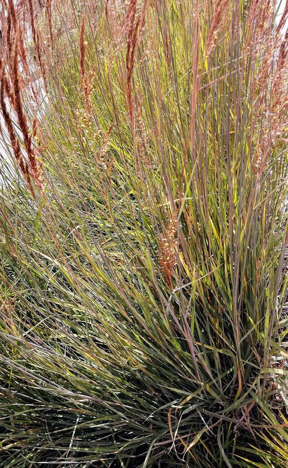 Centuple 500 graines d'herbe indienne - Sorghastrum nutans Herbe indienne Graminées ornementales en touffes, herbe indienne jaune, attire les oiseaux, appréciée pour les jardins indigènes et les prairies de fleurs sauvages 