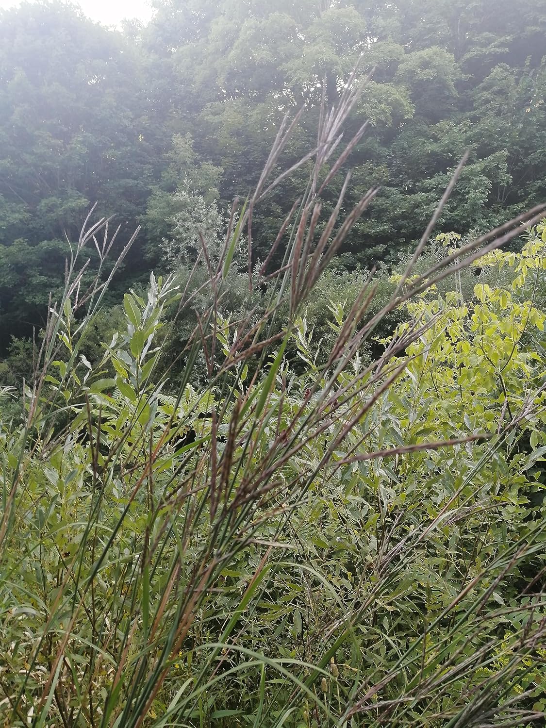 Hundredfold 500 Big Bluestem Grass Seeds - Andropogon gerardii Blue Stem Ornamental Bunch Grasses, Turkeyfoot, Attract Birds, Valued for Native Garden & Wildflower Meadow Big bluestem