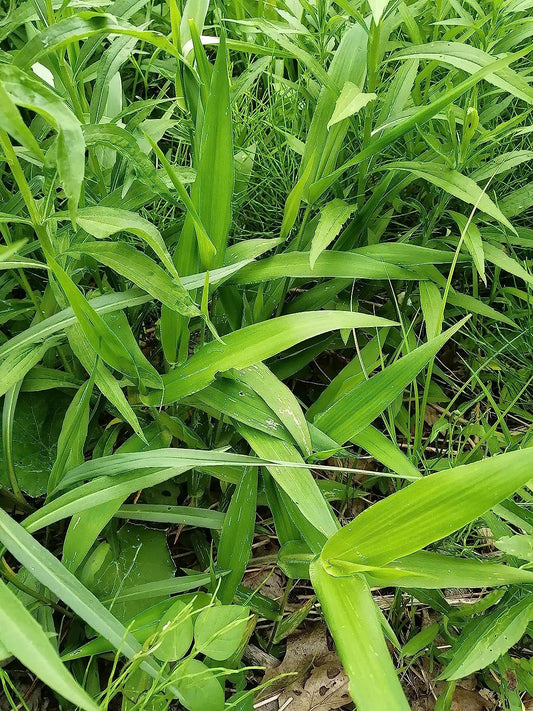 Deer Tongue Grass 500 Seeds, Dichanthelium clandestinum Ontario Native Grass, Excellent for Ground Cover, Restoration and Erosion Control