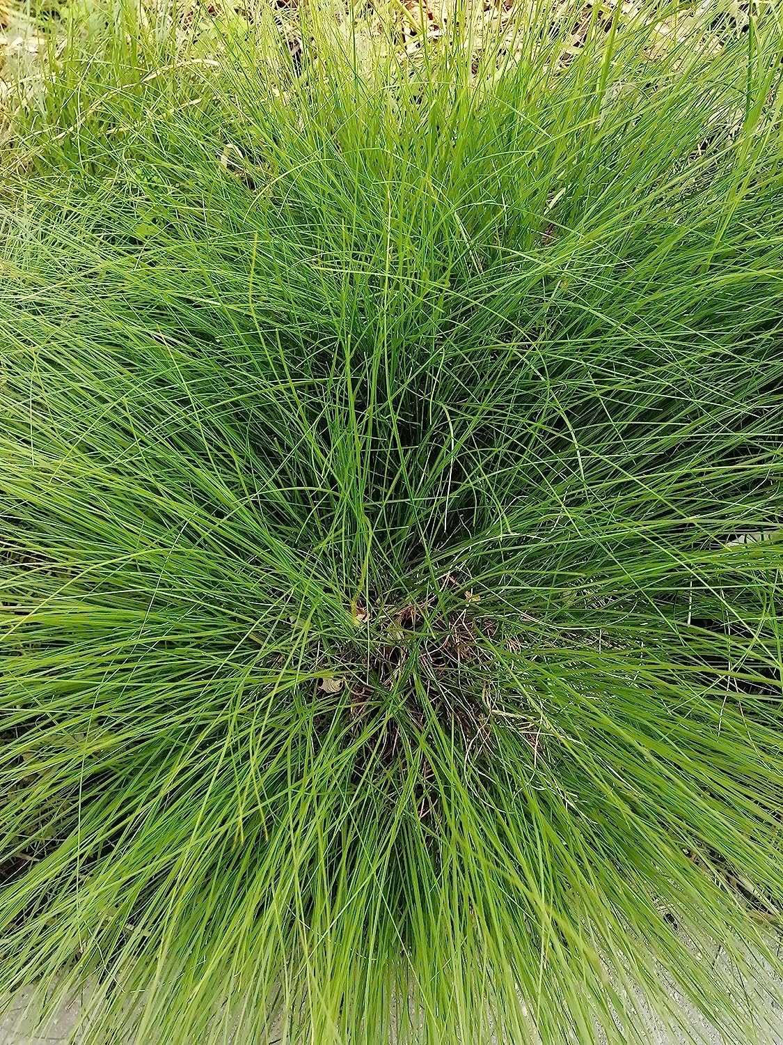 Lot de 1000 graines de graminées à graines tombantes des Prairies - Sporobolus heterolepis Graminées ornementales en touffes, plante hôte pour la larve du papillon Skipper, appréciées pour les jardins indigènes et les prairies de fleurs sauvages