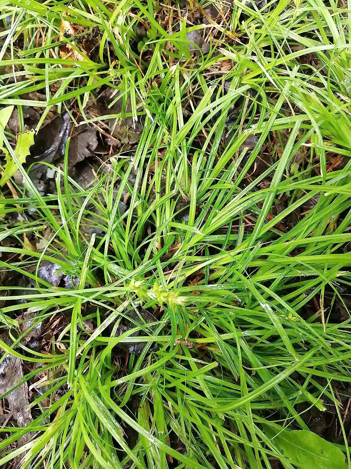Plantes vivantes de carex commun centuple dans un petit contenant - Carex Blanda Creek Sedge Ontario Native Grass, Alternative à la pelouse et couvre-sol pour les zones ombragées, Plante d'intérieur 