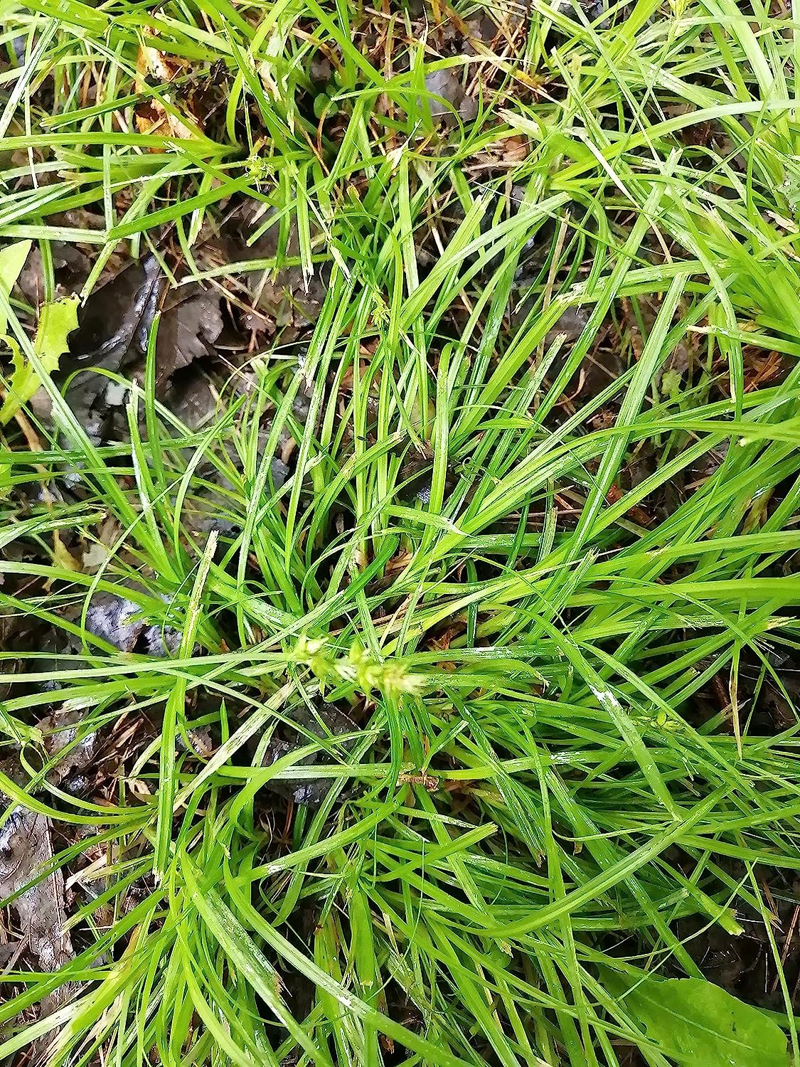 Hundredfold Leavenworth's Sedge Live Plants in a Small Container - Carex leavenworthii Lawn Sedge Ontario Native Grass, Lawn Alternative and Ground Cover for Shade Areas, Indoor House Plant