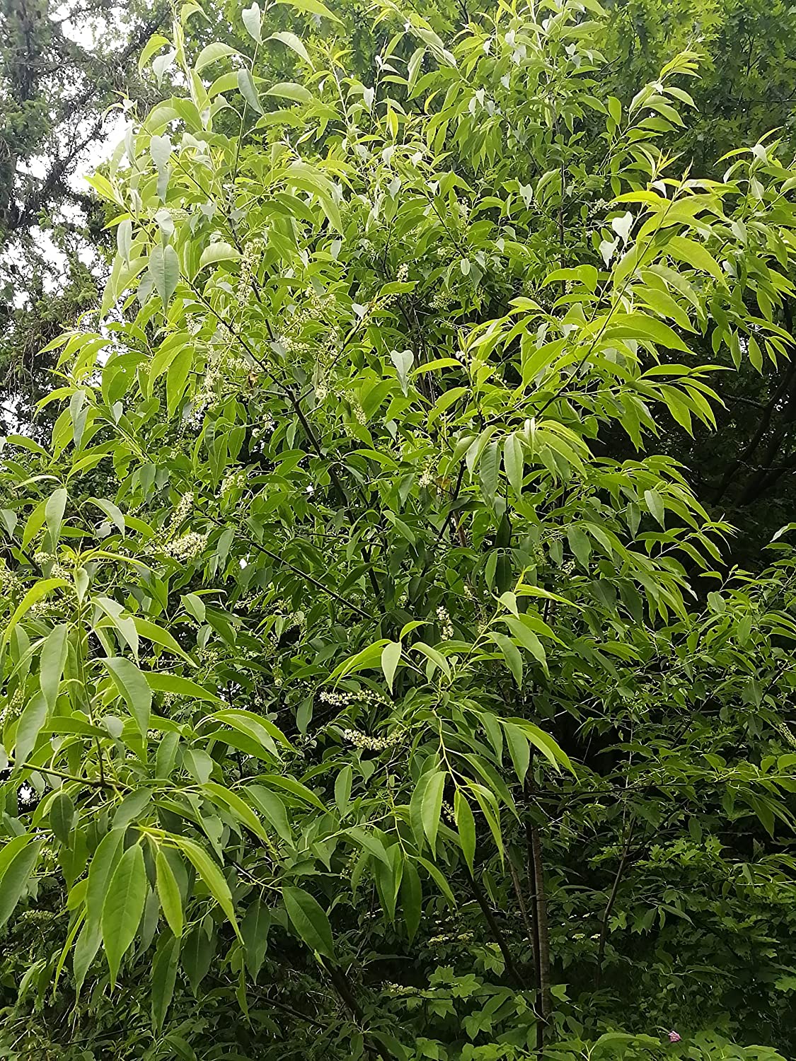 Hundredfold Black Cherry Tree 10 Seeds - Prunus serotina Canada Native Wild Black Cherry Rum Cherry, Producing Nice Fall Colors & Valuable Wood