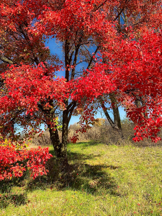 Hundredfold Black Gum 5 Tree Seeds - Nyssa sylvatica Black Tupelo Sourgum Ontario Native Tree, Beautiful Fall Colours, Excellent for Birds and Beneficial Insects