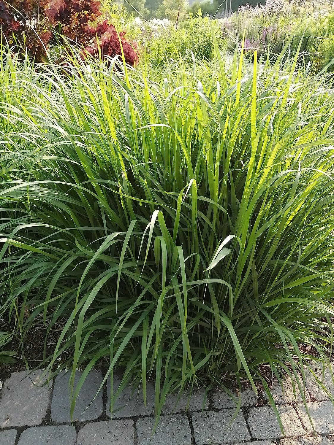 Graines de panicules Switchgrass 1/2 lb Hundredfold - Panicum virgatum Graminées ornementales en touffes, attirent les oiseaux, appréciées pour les jardins indigènes et les prairies de fleurs sauvages