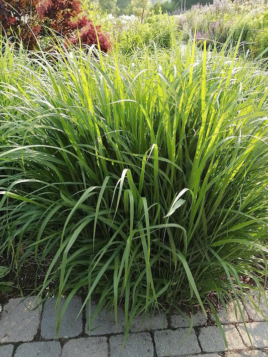 Graines de panicules Switchgrass 1/2 lb Hundredfold - Panicum virgatum Graminées ornementales en touffes, attirent les oiseaux, appréciées pour les jardins indigènes et les prairies de fleurs sauvages