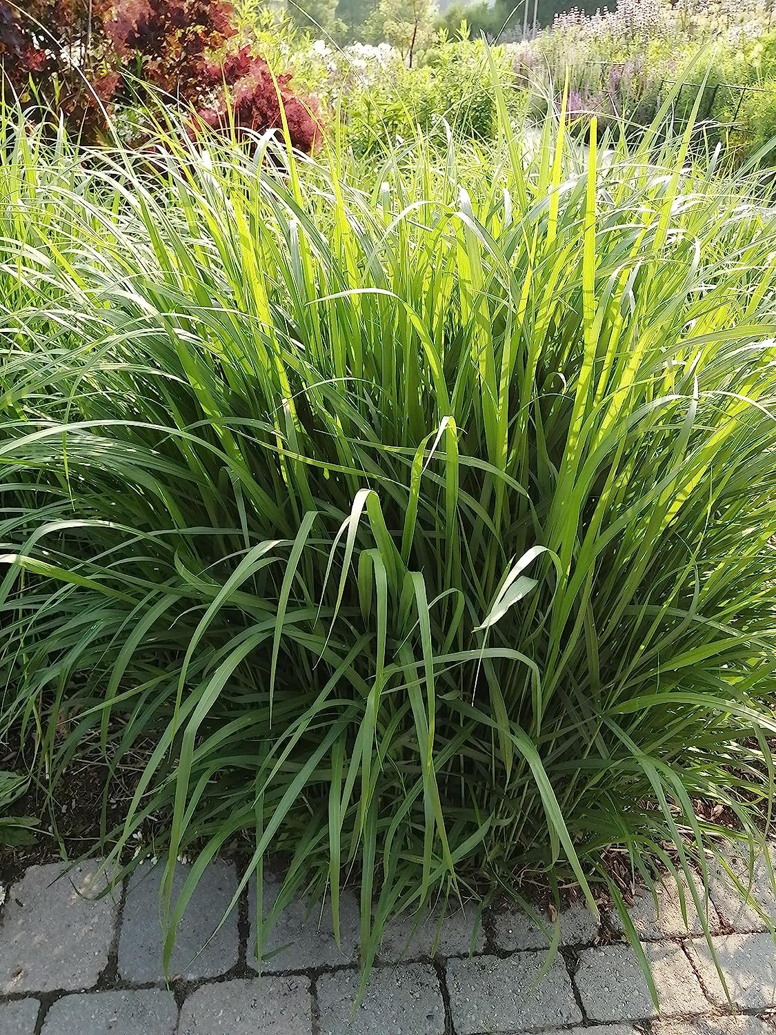 Hundredfold 1/2lb Switchgrass Switch Grass Seeds - Panicum virgatum Ornamental Bunch Grasses, Attract Birds, Valued for Native Garden & Wildflower Meadow