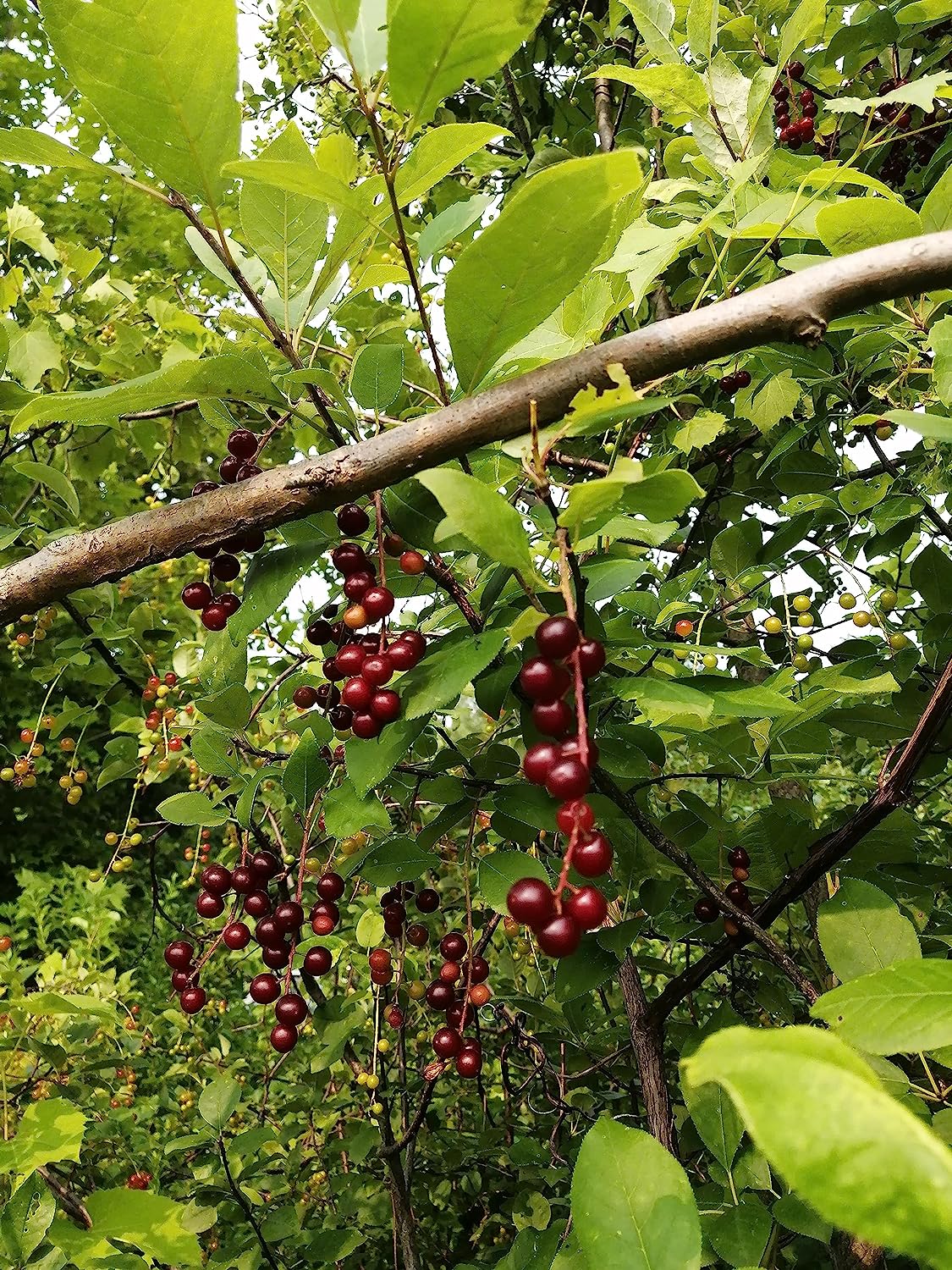 Hundredfold Chokecherry 10 Seeds - Prunus virginiana Choke Cherry Canada Native Shrub, Attractive to Bees, Birds and Butterflies