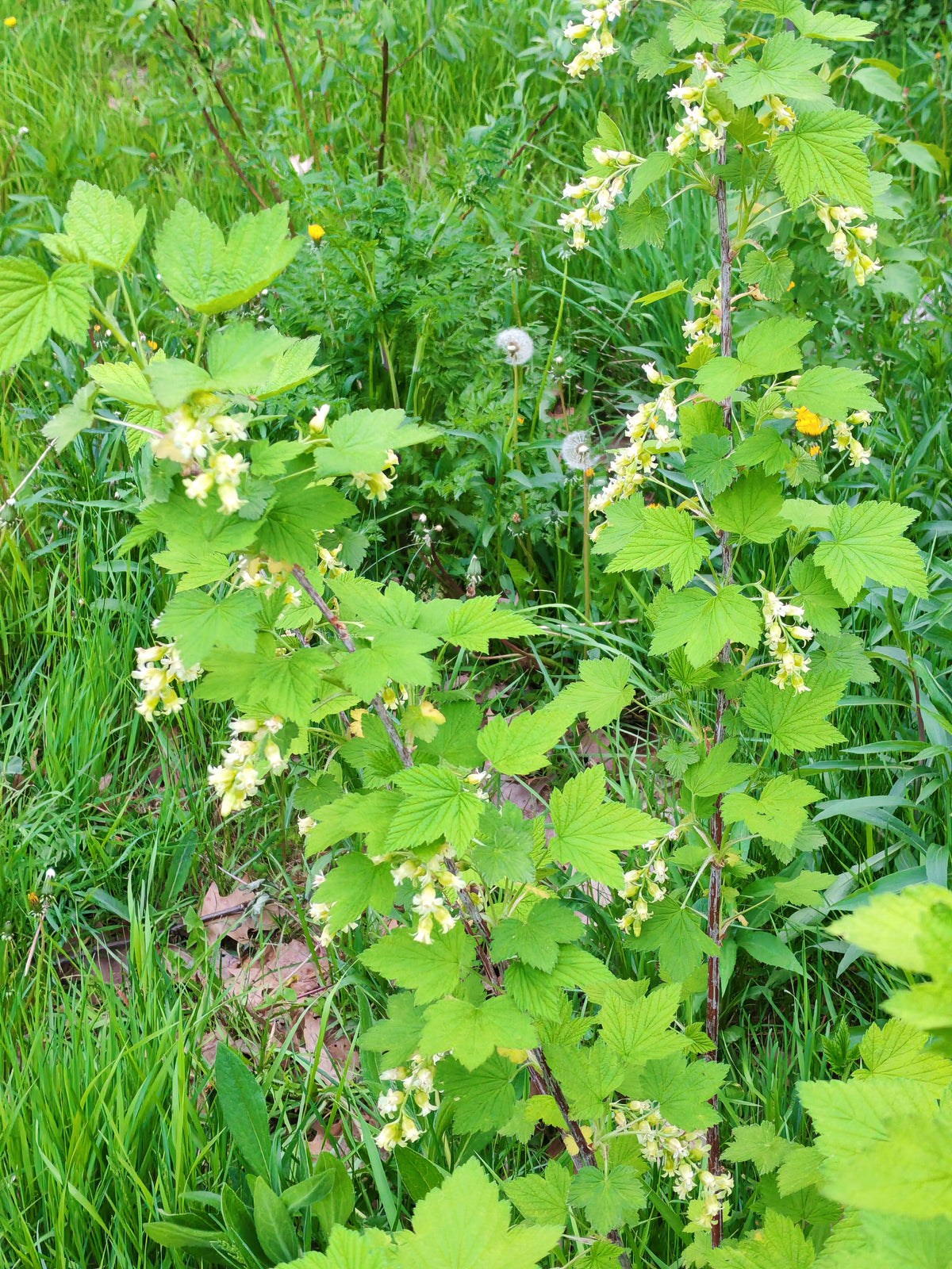 American Black Currant 20 Seeds – Ribes americanum | Wild Black Currant | Native Shrub for Eastern Canada