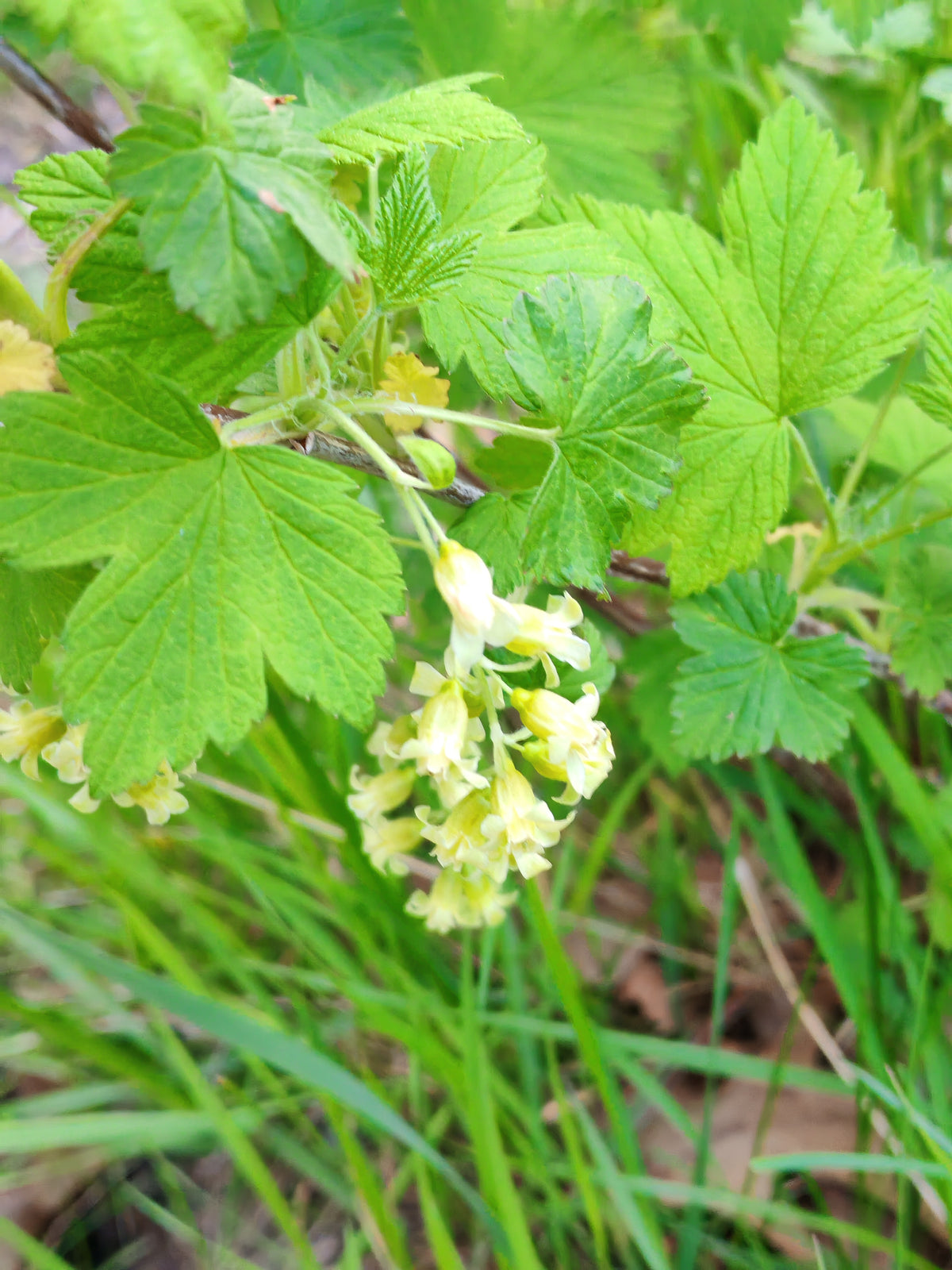 American Black Currant 20 Seeds – Ribes americanum | Wild Black Currant | Native Shrub for Eastern Canada