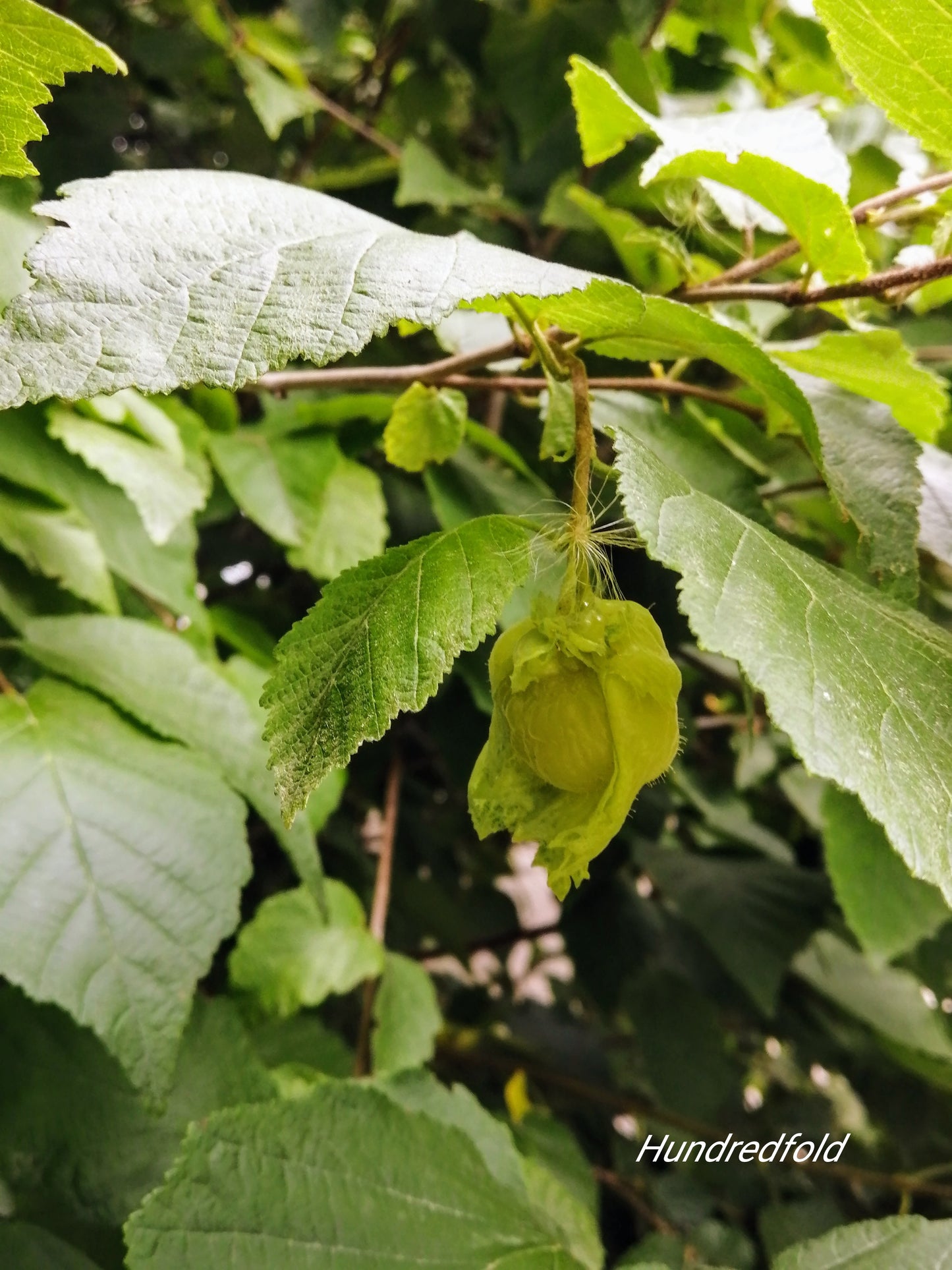 Graines de noisetier centuple résistantes au froid 4 graines d'arbre - Corylus Noix de noisetier cultivées en Ontario sans OGM 
