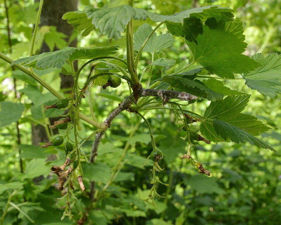 American Black Currant 20 Seeds - Ribes americanum Wild Black Currant