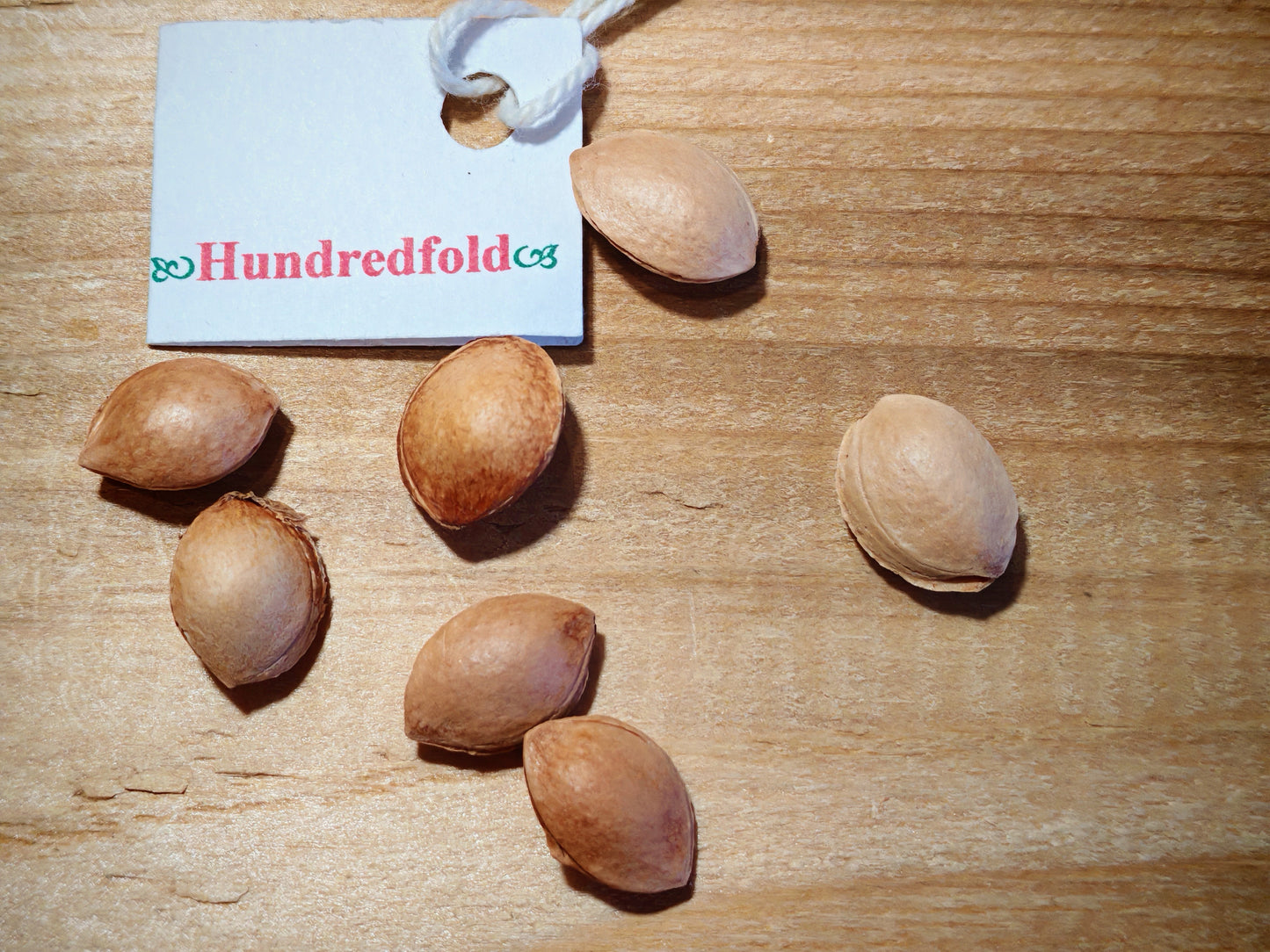 American plum tree seeds (stones), brown and oval-shaped, displayed for planting or identification