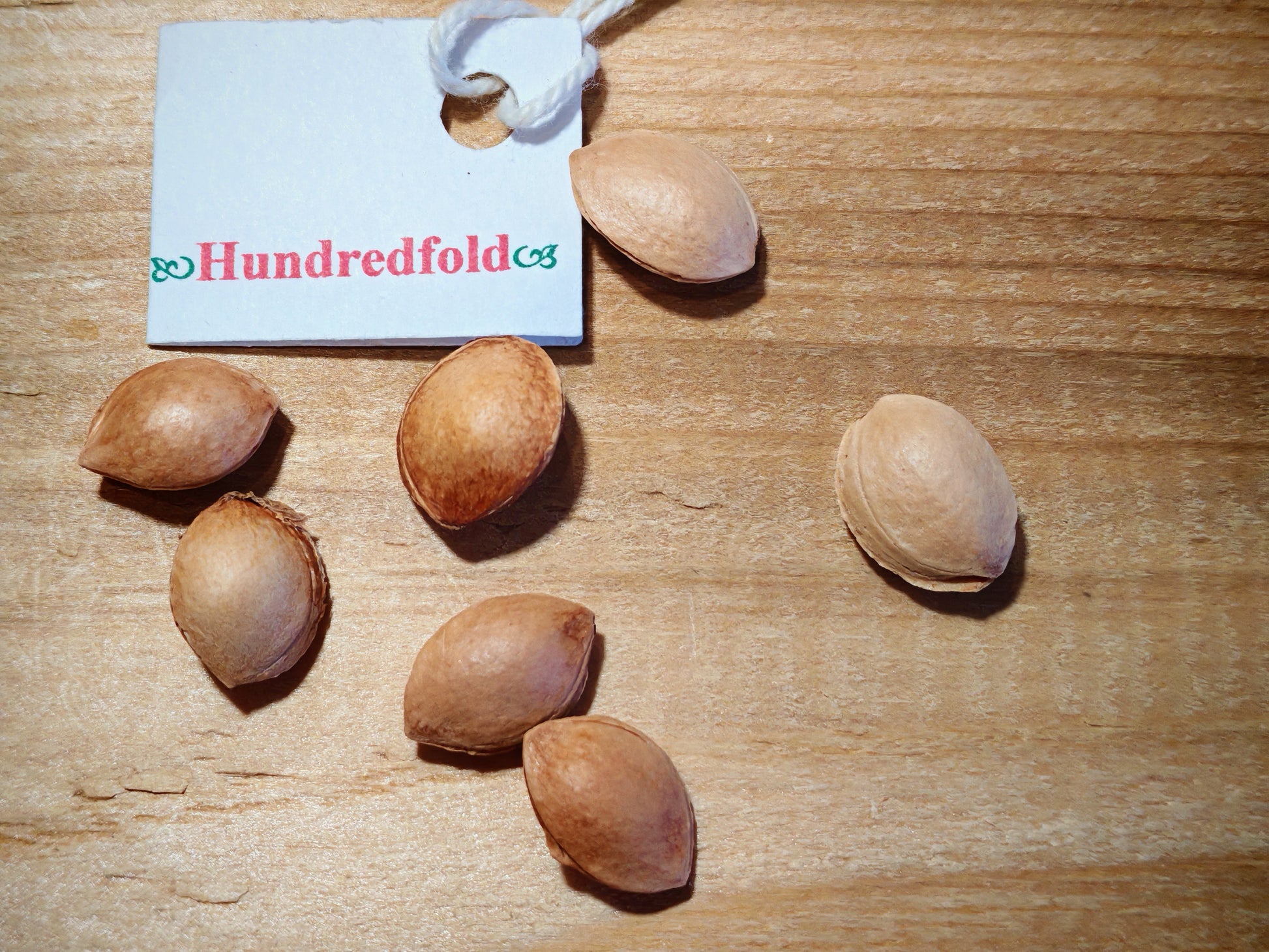 American plum tree seeds (stones), brown and oval-shaped, displayed for planting or identification