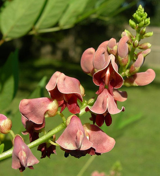 American Groundnut (Apios Americana) Seeds - Cinnamon Vine, Perennial Native Edible Plant with Tubers and Flowers | Hardy in US and Canada | 10 Seeds by Hundredfold