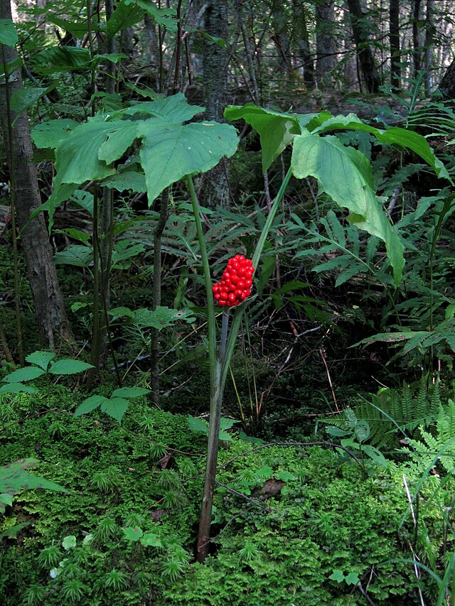 Jack-in-the-Pulpit (Arisaema triphyllum) Woodland Wildflower & Fall Berries – 10 Seeds – Hundredfold