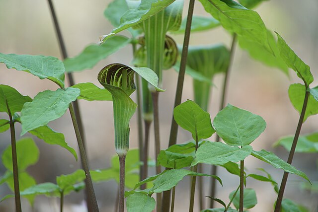 Jack-in-the-Pulpit (Arisaema triphyllum) Woodland Wildflower & Fall Berries – 10 Seeds – Hundredfold