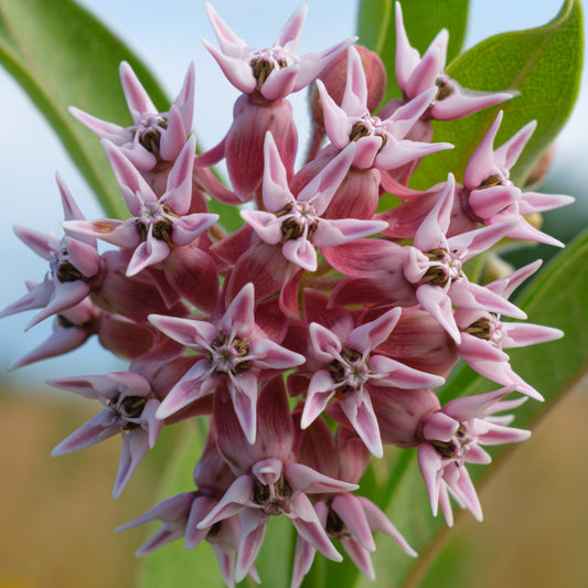 Asclépiade voyante 30 graines - Asclepias speciosa Asclépiade à fleurs sauvages indigènes des États-Unis et du Canada, source de nourriture pour la chenille et le papillon monarque 