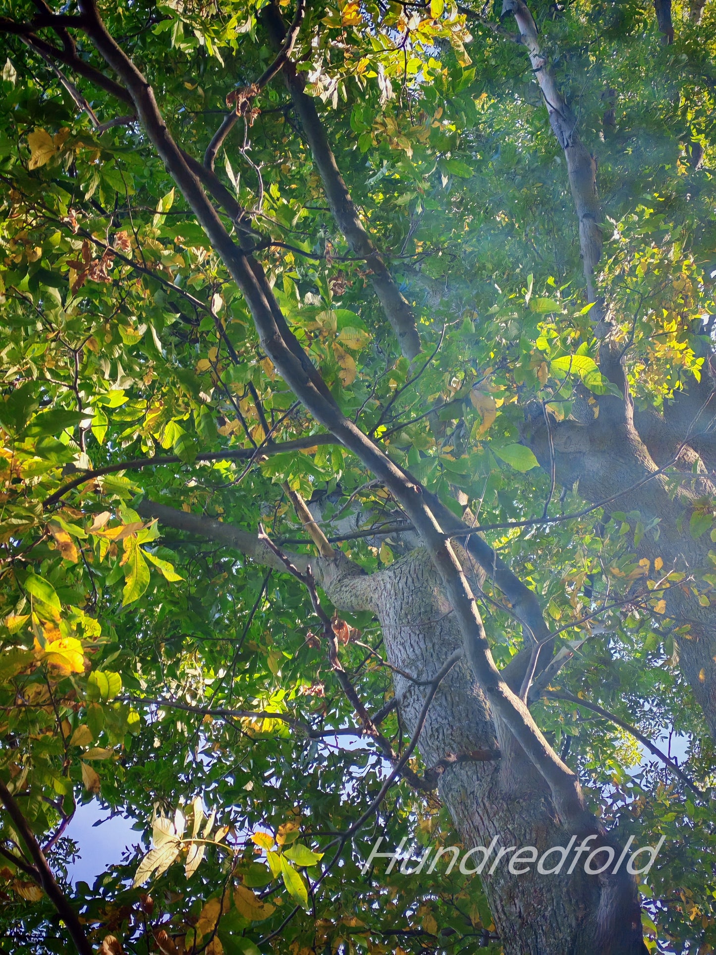 Hundredfold Bitternut Hickory 5 Nuts - Carya cordiformis Swamp Hickory Fresh Ontario Native Tree Seeds, Grow Your Own Firewood