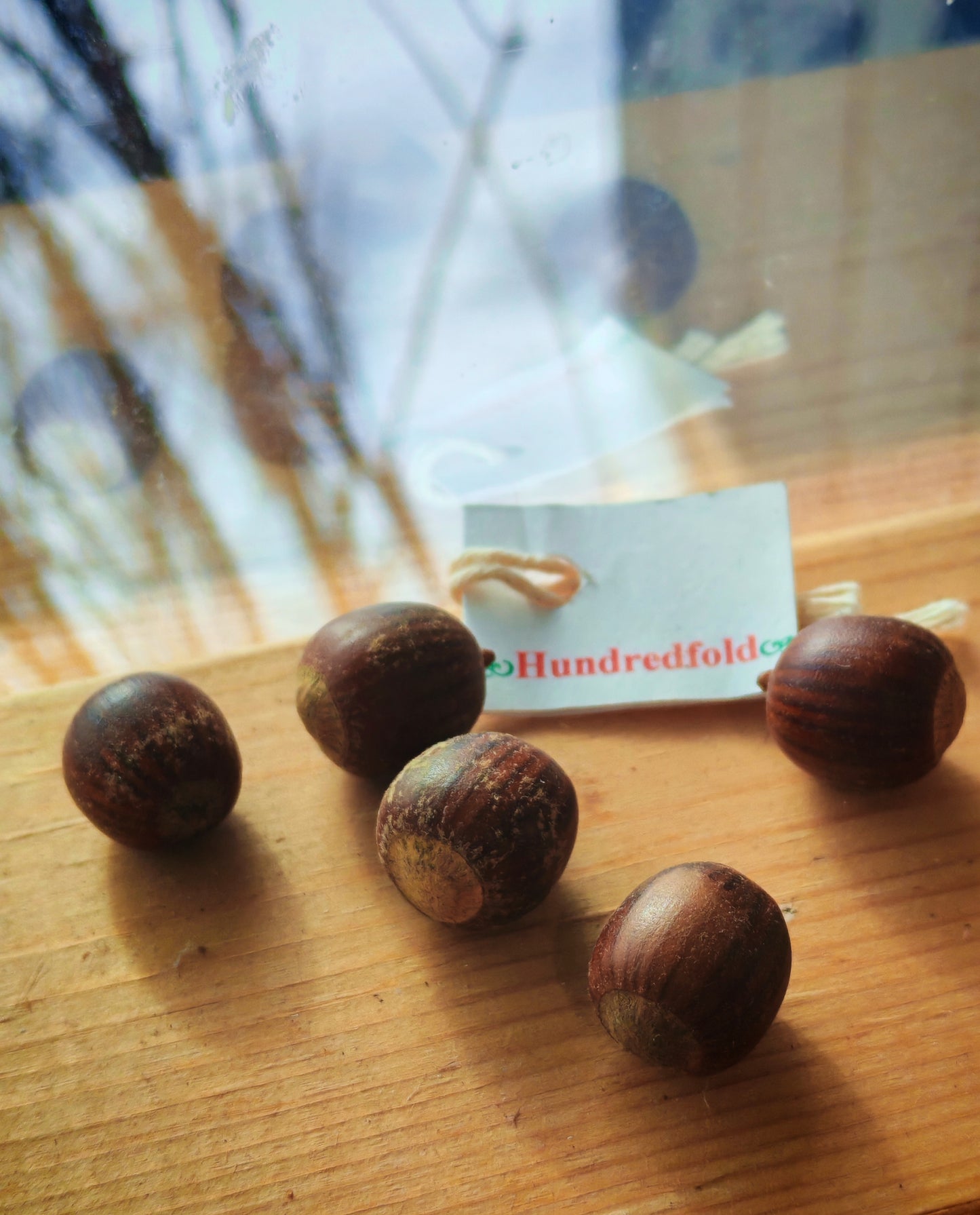 Hundredfold Black Oak 3 Acorns - Quercus Velutina, Yellow Oak, Native Shade Tree Seeds