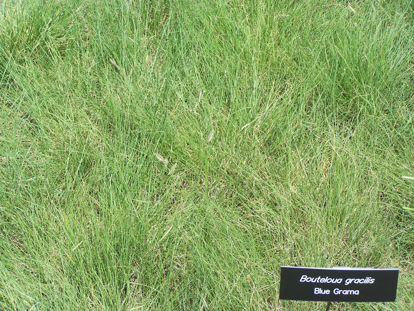 Blue Grama Grass Seeds (1000) – Bouteloua gracilis | Native Canadian Prairie Grass for No-Mow Lawn, Meadows, and Reclamation – by Hundredfold