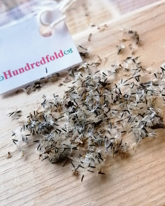 Hundredfold Boneset American Native Medicinal Herb 200 Seeds - Eupatorium perfoliatum Canada Native Wildflower, Wild Flower