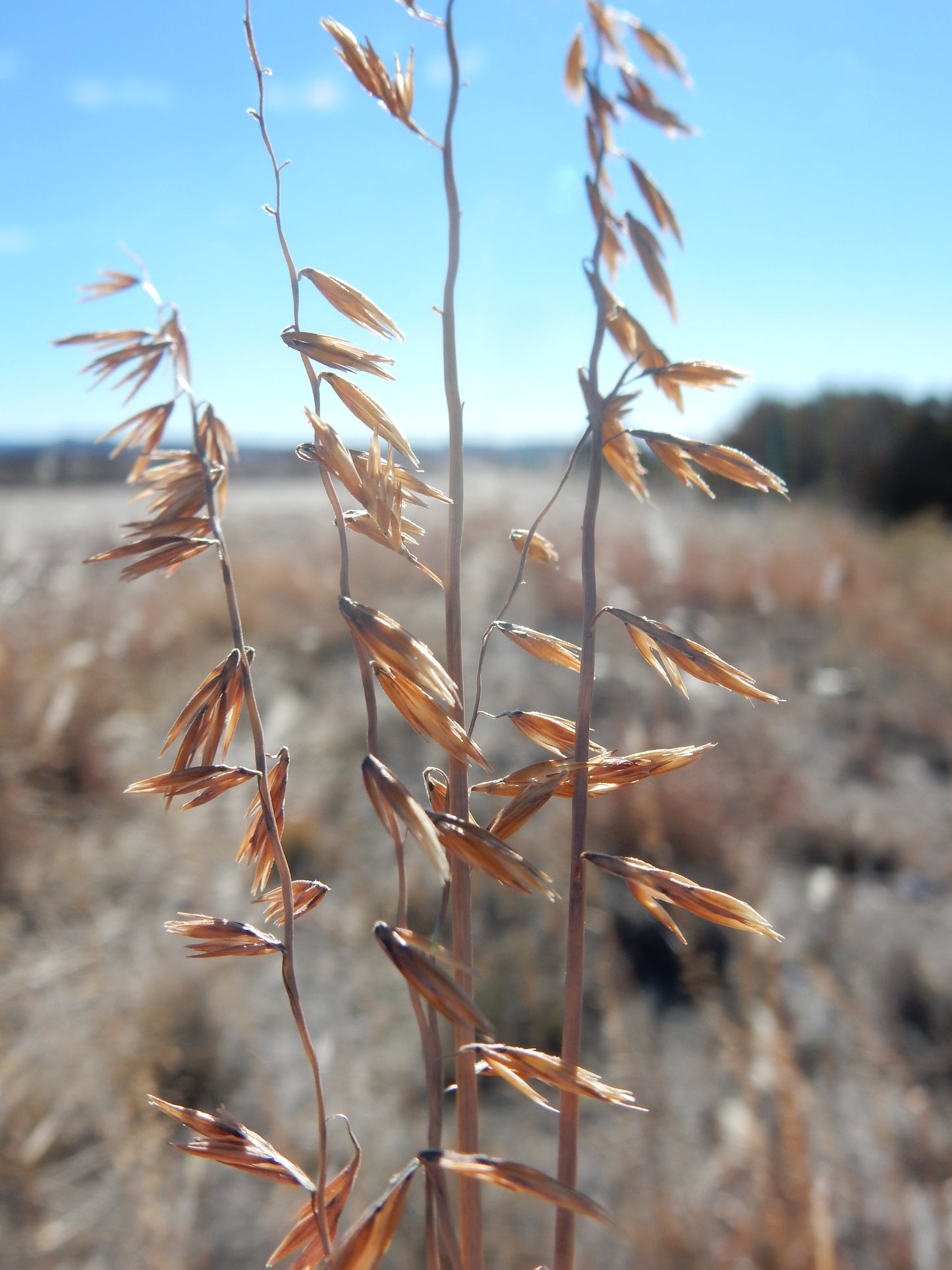 Sideoats Grama 500 Seeds - Bouteloua curtipendula Short Prairie Grass, Ornamental Grass