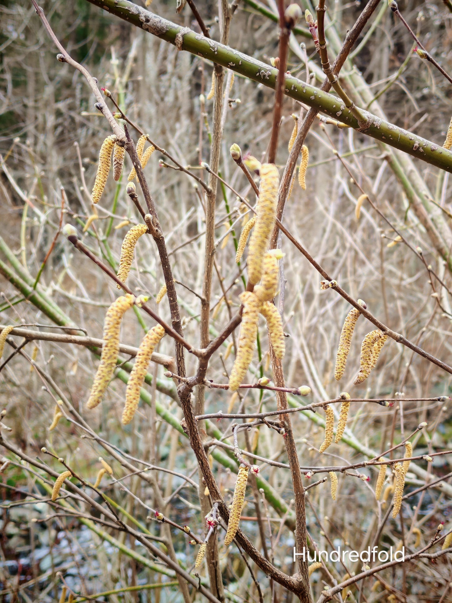 Noisetier à bec centuple 4 graines - Corylus cornuta Arbuste indigène du Canada produisant de belles couleurs d'automne et des noix comestibles