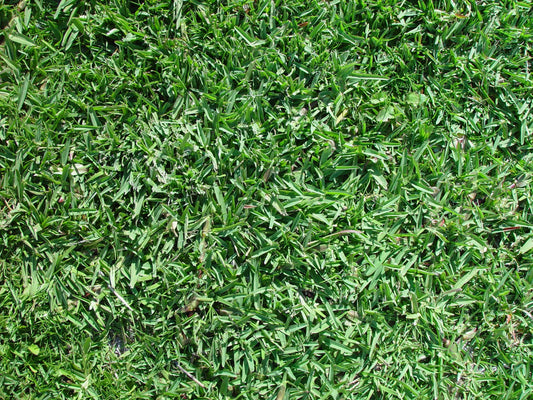 A close up look of a lush green lawn grown from buffalo grass.