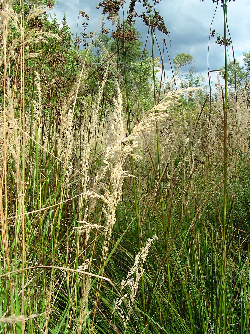 Bluejoint Grass Seeds (Calamagrostis canadensis) - Native Wetland Restoration for Cottage Rain Gardens, and Ponds - 500 Seeds