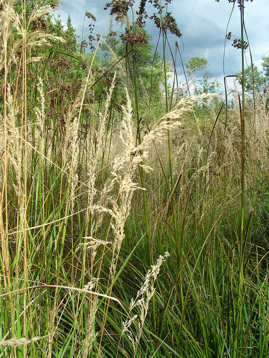 Bluejoint Grass Seeds (Calamagrostis canadensis) - Native Wetland Restoration for Cottage Rain Gardens, and Ponds - 500 Seeds