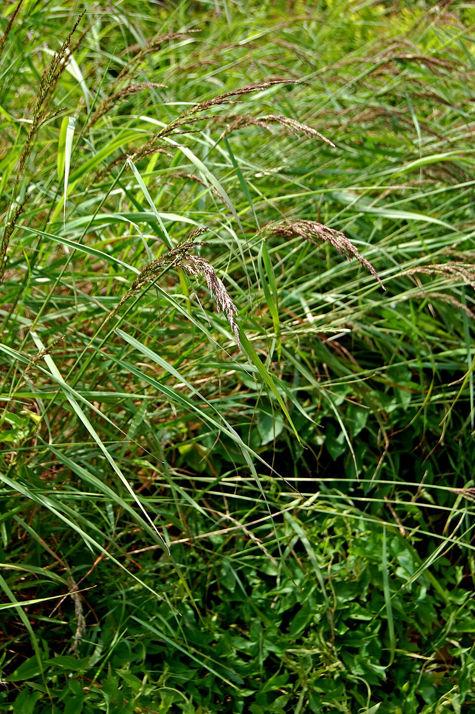 Bluejoint Grass Seeds (Calamagrostis canadensis) - Native Wetland Restoration for Cottage Rain Gardens, and Ponds - 500 Seeds