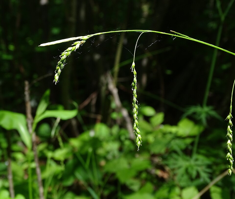 Drooping woodland sedge  30 Seeds - Carex arctata Drooping Wood Sedge