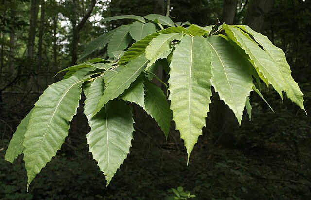 Rare American Chestnut 4 Tree Seeds