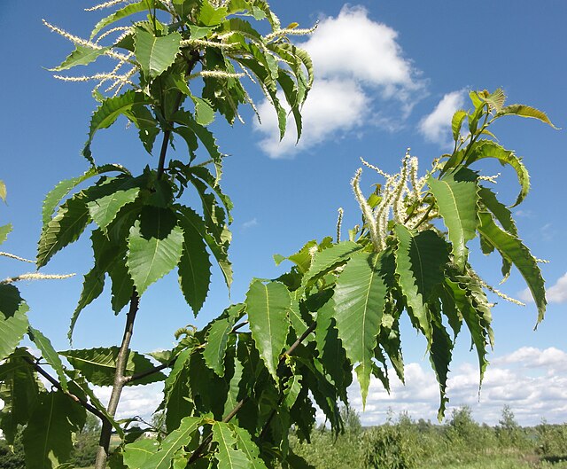 Rare American Chestnut 4 Tree Seeds