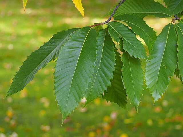 Rare American Chestnut 4 Tree Seeds