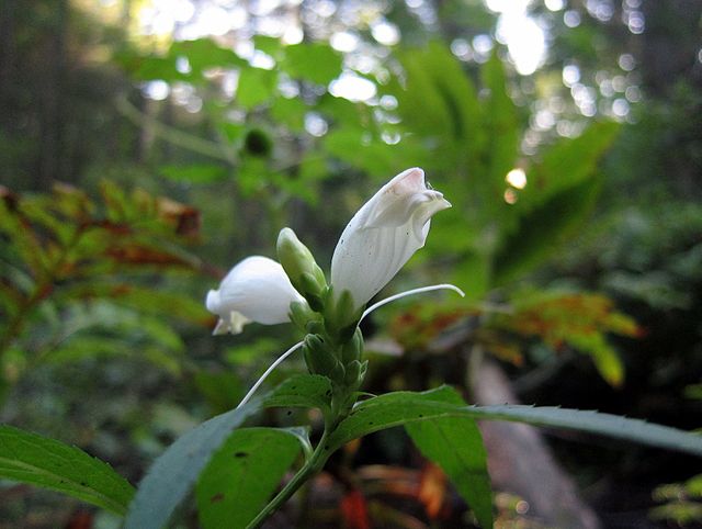 Hundredfold Turtlehead Wildflower 100 Seeds - Chelone glabra, White Turtle Head, Native Canada Flower, Hummingbird and Butterfly Magnet
