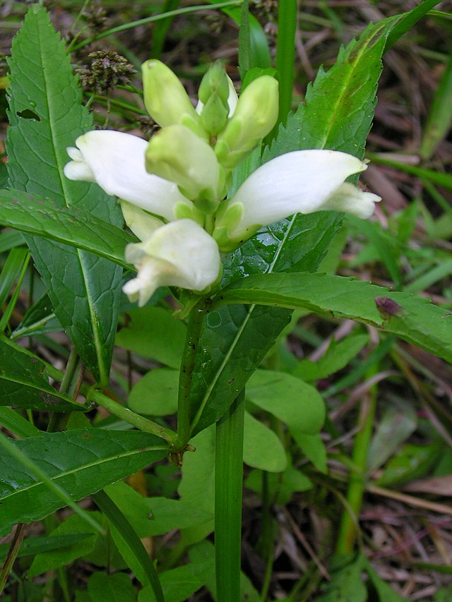 Hundredfold Turtlehead Wildflower 100 Seeds - Chelone glabra, White Turtle Head, Native Canada Flower, Hummingbird and Butterfly Magnet