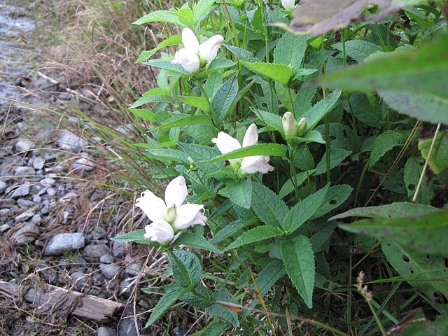 Hundredfold Turtlehead Wildflower 100 Seeds - Chelone glabra, White Turtle Head, Native Canada Flower, Hummingbird and Butterfly Magnet