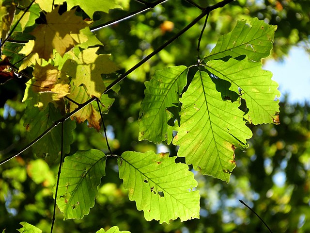 Chestnut Oak Seeds (Quercus montana) – 3 Fresh Acorns | Stately Native Shade Tree
