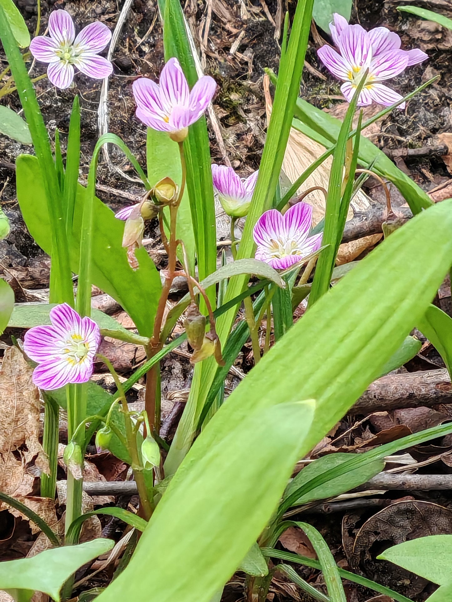 Graines d'ail sauvage au centuple, Allium tricoccum 20 graines - Plante vivace indigène du Canada comestible couvre-sol forestier 