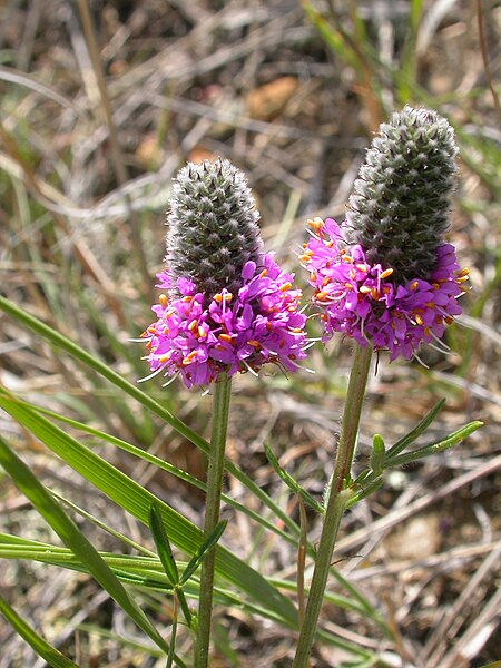 Trèfle violet des prairies 500 graines - Dalea purpurea Canada et États-Unis Plante vivace indigène Fleur sauvage Fleur sauvage 