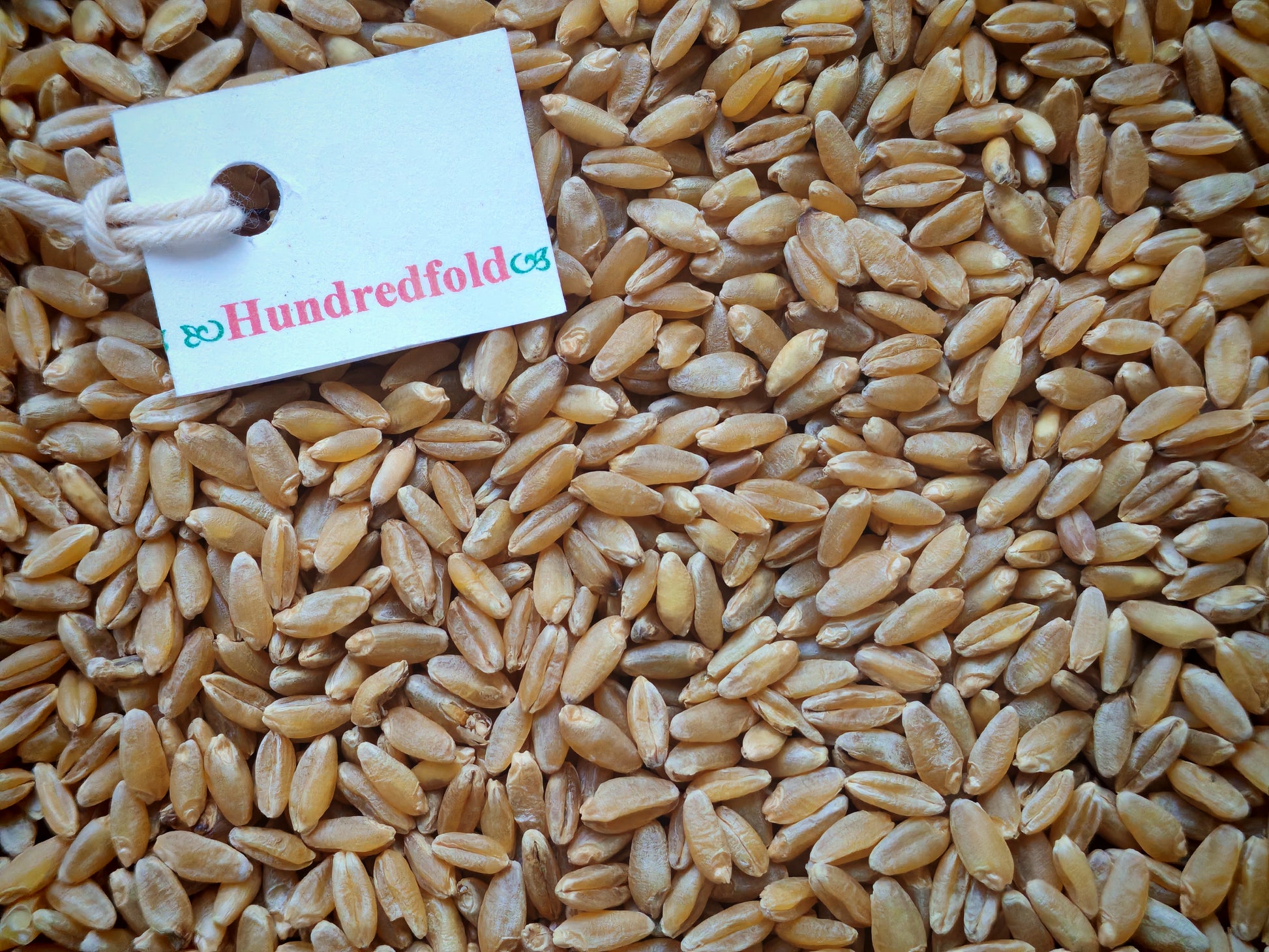 Close-up view of plump, golden organic durum wheat berries – whole grain, non-GMO, Canada-grown
