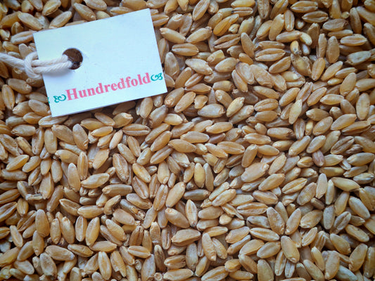 Close-up view of plump, golden organic durum wheat berries – whole grain, non-GMO, Canada-grown
